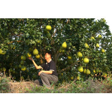 2013 nueva cosecha de fruta pomelo fresca